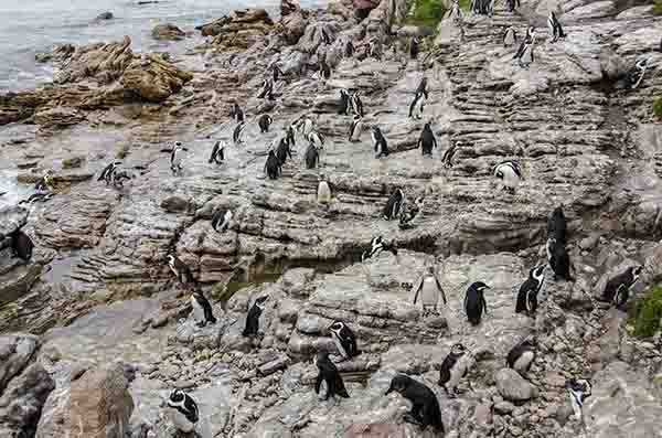 Pingüino Africano - Betty's Bay - Sudáfrica 6.jpg